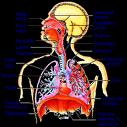 respiratory system