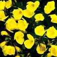 sundrops